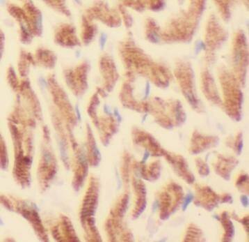 Immunohistochemistry: ATPB Antibody (5B3) [NBP3-43063] - Immunohistochemistry of paraffin-embedded rat heart using (ATPB antibody) at dilution of 1:500