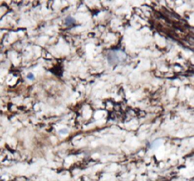 Immunohistochemistry: NDRG2 Antibody (4H3) [NBP3-43066] - Immunohistochemistry of paraffin-embedded mouse brain using FNab10958 at dilution of 1:1000