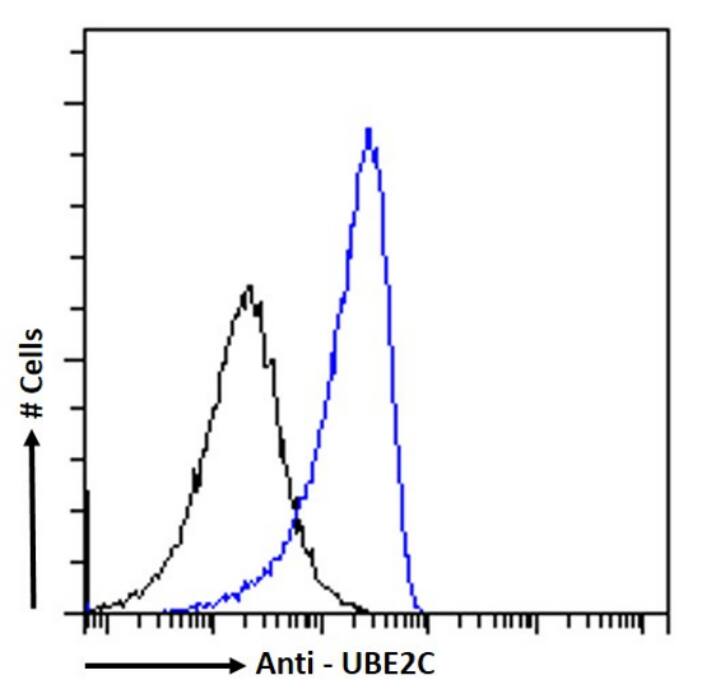 Flow Cytometry: UbcH10/UBE2C Antibody (SAIC-41C-6) - Chimeric - BSA Free [NBP3-43535] - Paraformaldehyde fixed MCF7 cells permeabilized with 0.5% Triton were stained with anti-unknown specificity antibody (isotype control, black line) or NBP3-43535 (blue line) at a dilution of 1:100 for 1h at RT. After washing, the bound antibody was detected using a goat anti-rabbit IgG AlexaFluor® 488 antibody at a dilution of 1:1000 and cells analyzed using a FACSCanto flow-cytometer.
