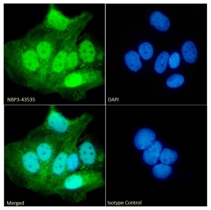 Immunocytochemistry/ Immunofluorescence: UbcH10/UBE2C Antibody (SAIC-41C-6) - Chimeric - BSA Free [NBP3-43535] - Immunofluorescence analysis of paraformaldehyde fixed Caco-2 cells permeabilized with 0.15% Triton stained with NBP3-43535 (1:100 dilution) for 1h followed by Alexa Fluor® 488 secondary antibody (1:1000 dilution), showing nuclear staining. The nuclear stain is DAPI (blue). Panels show from left-right, top-bottom NBP3-43535, DAPI, merged channels and an isotype control. The isotype control was an unknown specificity antibody followed by staining with Alexa Fluor® 488 secondary antibody.