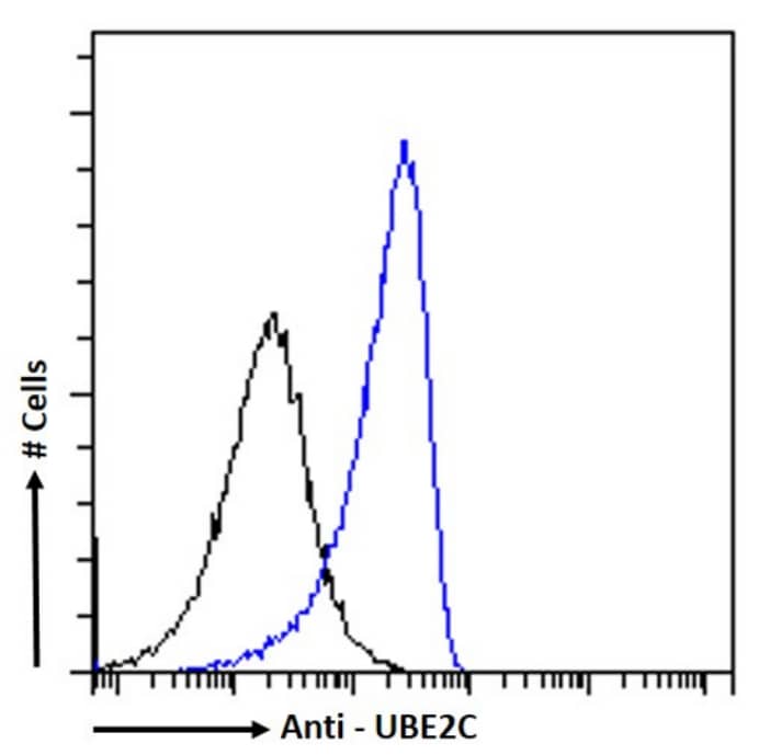 Flow Cytometry: UbcH10/UBE2C Antibody (SAIC-41C-6) - BSA Free [NBP3-43536] - Paraformaldehyde fixed MCF7 cells permeabilized with 0.5% Triton were stained with anti-unknown specificity antibody (isotype control, black line) or NBP3-43536 (blue line) at a dilution of 1:100 for 1h at RT. After washing, the bound antibody was detected using a goat anti-rabbit IgG AlexaFluor 488 antibody at a dilution of 1:1000 and cells analyzed using a FACSCanto flow-cytometer.