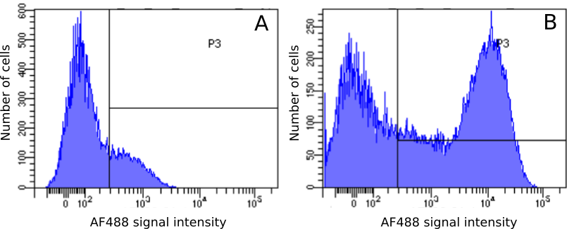 Flow Cytometry: MHC Class II Antibody (OX-6) - BSA Free [NBP3-43538] - Staining of rat (Rattus norvegicus) leukocytes with either an isotype control (A) or NBP3-43538 at a concentration of 1 µg/ml for 30 mins at RT. After washing, bound antibody was detected using an Alexa Fluor ® 488 conjugated donkey anti-rabbit antibody and cells analysed on a FACSCanto flow-cytometer.