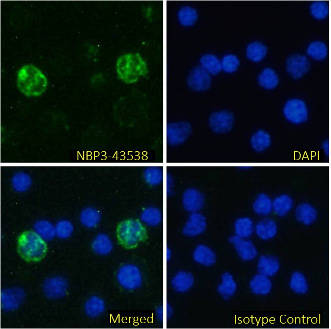 Immunocytochemistry/ Immunofluorescence: MHC Class II Antibody (OX-6) - BSA Free [NBP3-43538] - Immunofluorescence analysis of paraformaldehyde fixed rat (Rattus norvegicus) splenocytes on  coverslips, permeabilized with 0.15% Triton stained with NBP3-43538 at 10 µg/ml for 1h followed by Alexa Fluor® 488 secondary antibody (1 µg/ml), showing membrane and some cytoplasmic staining of a subset of cells. The nuclear stain is DAPI (blue). Panels show from left-right, top-bottom NBP3-43538, DAPI, merged channels and an isotype control. The isotype control was stained with an anti-Fluorescein antibody followed by Alexa Fluor® 488 secondary antibody.