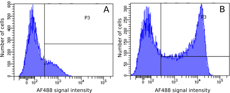Flow Cytometry: CD45RC Antibody (OX-22) - BSA Free [NBP3-43540] - Staining of rat (Rattus norvegicus) lymphocytes with either an isotype control (A) or NBP3-43540 at a concentration of 1 µg/ml for 30 mins at RT. After washing, bound antibody was detected using an Alexa Fluor ® 488 conjugated donkey anti-rabbit antibody and cells analysed on a FACSCanto flow-cytometer.