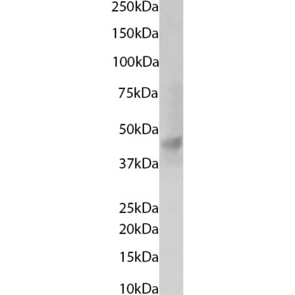 Western Blot KCNK4 Antibody (13E9) - BSA Free