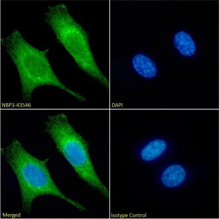 Immunocytochemistry/ Immunofluorescence: MTCO1 Antibody (3.7C4) - BSA Free [NBP3-43546] - Immunofluorescence analysis of paraformaldehyde fixed NIH3T3 cells on coverslips stained with NBP3-43546 at 10 µg/ml for 1h followed by Alexa Fluor® 488 secondary antibody (2 µg/ml), showing membrane staining. The nuclear stain is DAPI (blue). Panels show from left-right, top-bottom NBP3-43546, DAPI, merged channels and an isotype control. The isotype control was an unknown specificity antibody followed by staining with Alexa Fluor® 488 secondary antibody.