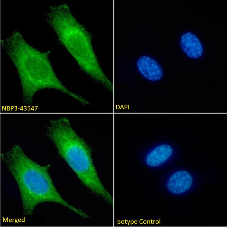 Immunocytochemistry /Immunofluorescence: MTCO1 Antibody (3.7C4) - Chimeric - BSA Free [NBP3-43547] - Immunofluorescence analysis of paraformaldehyde fixed NIH3T3 cells on Shi-fix coverslips stained with NBP3-43547 at 10 ug/ml for 1h followed by Alexa Fluor 488 secondary antibody (2 ug/ml), showing membrane staining. The nuclear stain is DAPI (blue). Panels show from left-right, top-bottom NBP3-43547, DAPI, merged channels and an isotype control. The isotype control was an unknown specificity antibody followed by staining with Alexa Fluor 488 secondary antibody.