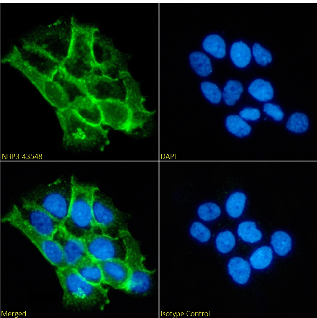 Immunocytochemistry/ Immunofluorescence: Catenin alpha 1 Antibody (1G5) - BSA Free [NBP3-43548] - Immunofluorescence analysis of paraformaldehyde fixed A431 cells on coverslips stained with NBP3-43548 at 10 µg/ml for 1h followed by Alexa Fluor® 488 secondary antibody (2 µg/ml), showing membrane staining. The nuclear stain is DAPI (blue). Panels show from left-right, top-bottom NBP3-43548, DAPI, merged channels and an isotype control. The isotype control was an unknown specificity antibody followed by staining with Alexa Fluor® 488 secondary antibody.