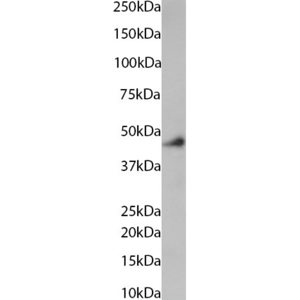 Western Blot: HLA A2 Antibody (BB7.2) - Chimeric - BSA Free [NBP3-43553] - Daudi cells lysate (35ug protein in RIPA buffer) was resolved via SDS-PAGE, and the subsequent blot was probed with NBP3-43553 at 0.3ug/ml before detection using an appropriate secondary antibody. A primary incubation of 1 hour was used, and proteins were detected by chemiluminescence.