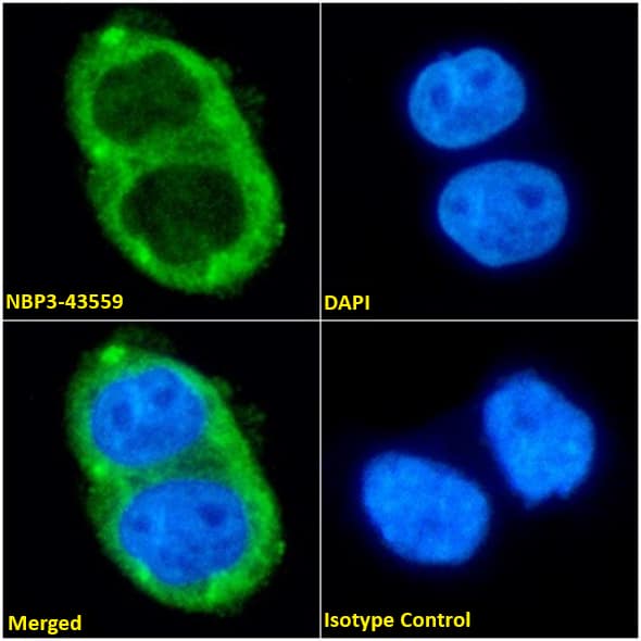 Immunocytochemistry /Immunofluorescence: Aquaporin-4 Antibody (C9401) - Chimeric - BSA Free [NBP3-43559] - Immunofluorescence analysis of paraformaldehyde fixed A431 cells on Shi-fix coverslips stained with NBP3-43559 (1:100 dilution) for 1h followed by Alexa Fluor 488 secondary antibody (1:1000 dilution), showing cytoplasmic staining. The nuclear stain is DAPI (blue). Panels show, from left-right, top-bottom: NBP3-43559, DAPI, merged channels, and an isotype control. The isotype control was an unknown specificity antibody followed by staining with Alexa Fluor 488 secondary antibody.