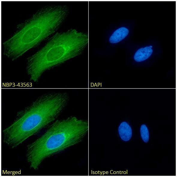 Immunocytochemistry/ Immunofluorescence: Actin (Muscle Specific) Antibody (3G8C7A6) - Chimeric - BSA Free [NBP3-43563] - Immunofluorescence analysis of paraformaldehyde fixed HeLa cells, permeabilized with 0.15% Triton, on coverslips stained with NBP3-43563 (1:100 dilution) for 1h followed by Alexa Fluor® 488 secondary antibody (1:1000 dilution), showing cytoplasmic staining. The nuclear stain is DAPI (blue). Panels show, from left-right, top-bottom, NBP3-43563, DAPI, merged channels, and an isotype control. The isotype control was an unknown specificity antibody followed by staining with Alexa Fluor® 488 secondary antibody.