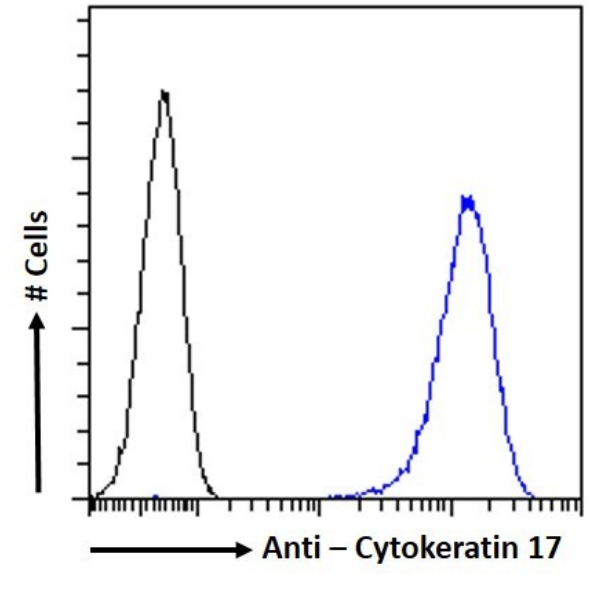 Flow Cytometry: Cytokeratin 17 Antibody (4D2) - Chimeric - BSA Free [NBP3-43565] - Paraformaldehyde fixed HeLa cells permeabilized with 0.5% Triton were stained with the anti-unknown specificity antibody (isotype control, black line) or NBP3-43565 (blue line) at a dilution of 1:100 for 1h at RT. After washing, the bound antibody was detected using a goat anti-rabbit IgG AlexaFluor® 488 antibody at a dilution of 1:1000, and the cells were analyzed using a FACSCanto flow-cytometer.