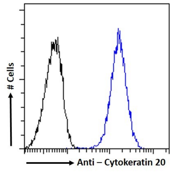 Flow Cytometry: Cytokeratin 20 Antibody (10A2) - Chimeric - BSA Free [NBP3-43568] - Paraformaldehyde fixed Caco-2 cells permeabilized with 0.5% Triton were stained with the anti-unknown specificity antibody (isotype control, black line) or NBP3-43568 (blue line) at a dilution of 1:100 for 1h at RT. After washing, the bound antibody was detected using a goat anti-rabbit IgG AlexaFluor® 488 antibody at a dilution of 1:1000, and the cells were analyzed using a FACSCanto flow-cytometer.