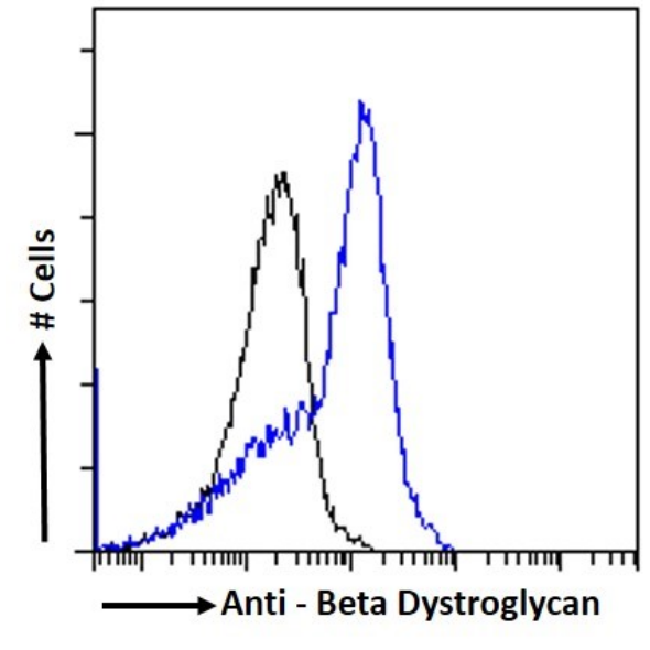 Flow Cytometry: Beta Dystroglycan Antibody (P38G1) - Chimeric - BSA Free [NBP3-43570] - MCF7 cells were stained with the anti-unknown specificity antibody (isotype control, black line) or NBP3-43570 (blue line) at a dilution of 1:100 for 1h at RT. After washing, the bound antibody was detected using a goat anti-rabbit IgG AlexaFluor® 488 antibody at a dilution of 1:1000, and the cells were analyzed using a FACSCanto flow-cytometer.