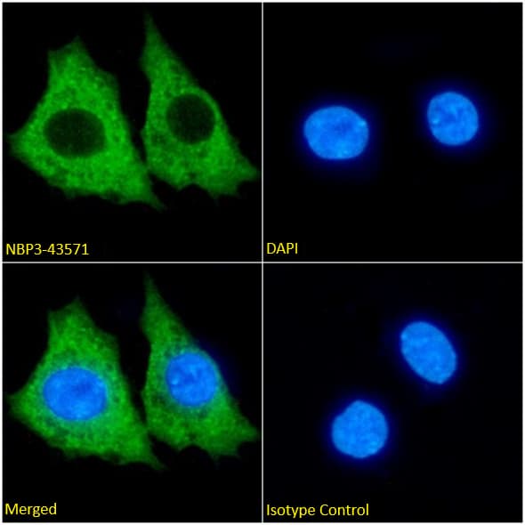 Immunocytochemistry/ Immunofluorescence KCNK4 Antibody (13E9) - Chimeric - BSA Free