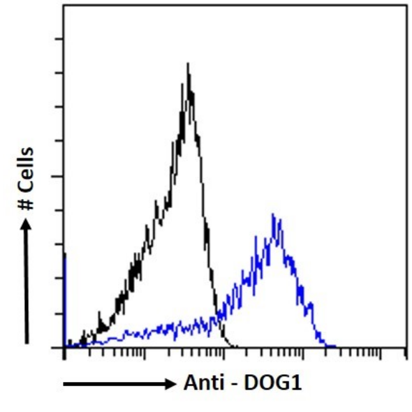 Flow Cytometry: DOG1/TMEM16A Antibody (19F2) - Chimeric - BSA Free [NBP3-43574] - Caco-2 cells were stained with the anti-unknown specificity antibody (isotype control, black line) or NBP3-43574 (blue line) at a dilution of 1:100 for 1h at RT. After washing, the bound antibody was detected using a goat anti-rabbit IgG AlexaFluor® 488 antibody at a dilution of 1:1000, and the cells were analyzed using a FACSCanto flow-cytometer.