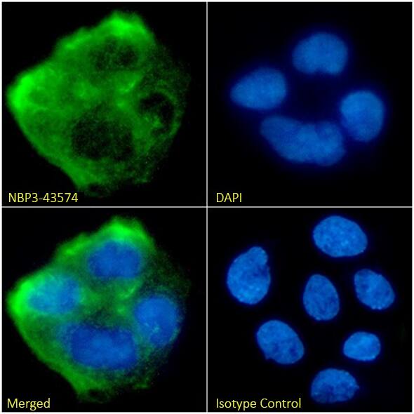 Immunocytochemistry/ Immunofluorescence: DOG1/TMEM16A Antibody (19F2) - Chimeric - BSA Free [NBP3-43574] - Immunofluorescence analysis of paraformaldehyde fixed Caco-2 cells on coverslips stained with NBP3-43574 (1:100 dilution) for 1h followed by Alexa Fluor® 488 secondary antibody (1:1000 dilution), showing membrane staining. The nuclear stain is DAPI (blue). Panels show, from left-right, top-bottom, NBP3-43574, DAPI, merged channels, and an isotype control. The isotype control was an unknown specificity antibody followed by staining with Alexa Fluor® 488 secondary antibody.