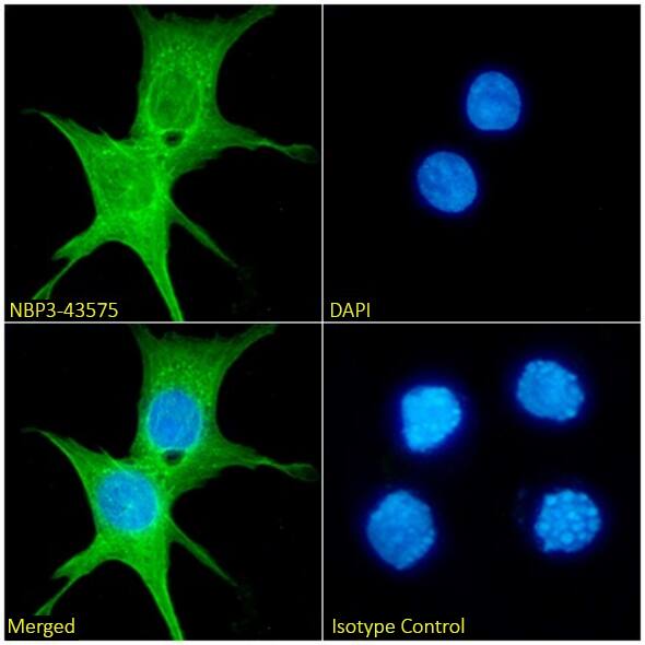 Immunocytochemistry/ Immunofluorescence: Calponin 2 Antibody (24H5) - Chimeric - BSA Free [NBP3-43575] - Immunofluorescence analysis of paraformaldehyde fixed HepG2 cells, permeabilized with 0.15% Triton, on coverslips stained with NBP3-43575 (1:100 dilution) for 1h followed by Alexa Fluor® 488 secondary antibody (1:1000 dilution), showing cytoplasmic and membrane staining. The nuclear stain is DAPI (blue). Panels show, from left-right, top-bottom, NBP3-43575, DAPI, merged channels, and an isotype control. The isotype control was an unknown specificity antibody followed by staining with Alexa Fluor® 488 secondary antibody.