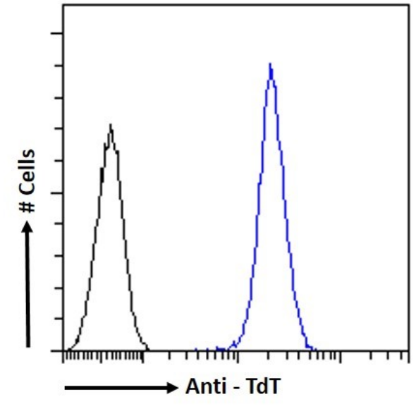 Flow Cytometry: TdT Antibody (32D5) - Chimeric - BSA Free [NBP3-43576] - Paraformaldehyde fixed Jurkat cells permeabilized with 0.5% Triton were stained with the anti-unknown specificity antibody (isotype control, black line) or tNBP3-43576 (blue line) at a dilution of 1:100 for 1h at RT. After washing, the bound antibody was detected using a goat anti-rabbit IgG AlexaFluor® 488 antibody at a dilution of 1:1000 and the cells were analyzed using a FACSCanto flow-cytometer.