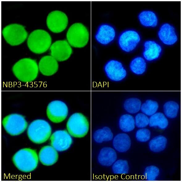 Immunocytochemistry/ Immunofluorescence: TdT Antibody (32D5) - Chimeric - BSA Free [NBP3-43576] - Immunofluorescence analysis of paraformaldehyde fixed Jurkat cells immobilized on plus coverslips, permeabilized with 0.15% Triton, stained with NBP3-43576 (1:100 dilution) for 1h followed by Alexa Fluor® 488 secondary antibody (1:1000 dilution), showing nuclear and cytoplasmic staining. The nuclear stain is DAPI (blue). Panels show, from left-right, top-bottom, NBP3-43576, DAPI, merged channels, and an isotype control. The isotype control was an unknown specificity antibody followed by staining with Alexa Fluor® 488 secondary antibody.