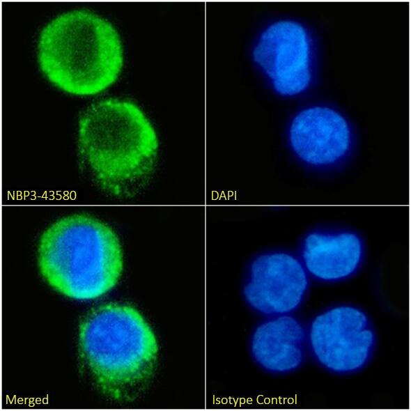 Immunocytochemistry/ Immunofluorescence: HLA G Antibody (mem-G/9) - BSA Free [NBP3-43580] - Immunofluorescence analysis of paraformaldehyde fixed K562 cells on coverslips stained with the chimeric version of this antibody, NBP3-43580 (1:100 dilution) for 1h followed by Alexa Fluor® 488 secondary antibody (1:1000 dilution), showing membrane and cytoplasmic staining. The nuclear stain is DAPI (blue). Panels show, from left-right, top-bottom, NBP3-43580, DAPI, merged channels and an isotype control. The isotype control was an unknown specificity antibody followed by staining with Alexa Fluor® 488 secondary antibody.