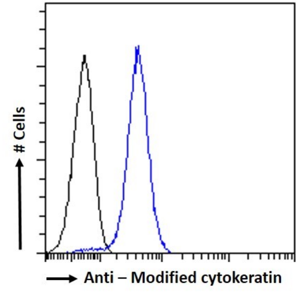 Flow Cytometry: Cytokeratin 8/18 Antibody (COU-1) - Chimeric - BSA Free [NBP3-43588] - Paraformaldehyde fixed HeLa cells permeabilized with 0.5% Triton were stained with the anti-unknown specificity antibody (isotype control, black line) or NBP3-43588 (blue line) at a dilution of 1:100 for 1h at RT. After washing, the bound antibody was detected using a goat anti-rabbit IgG AlexaFluor® 488 antibody at a dilution of 1:1000, and the cells were analyzed using a FACSCanto flow-cytometer.