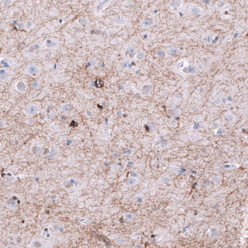 Staining of human cerebral cortex shows strong positivity in oligodendrocytes and myelinated fibers.