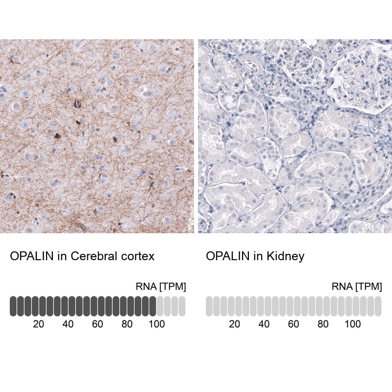 <b>Orthogonal Strategies Validation. </b>Analysis in human cerebral cortex and kidney tissues using NBP3-43641 antibody. Corresponding OPALIN RNA-seq data are presented for the same tissues.