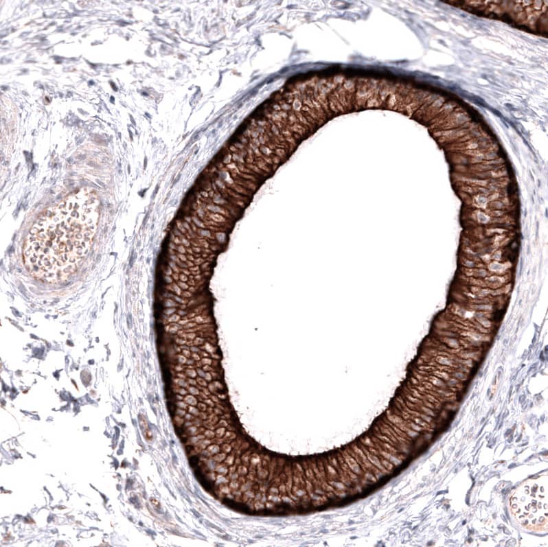 Staining of human epididymis shows strong membranous positivity in glandular cells.