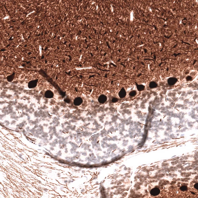 Staining of rat cerebellum shows strong cytoplasmic positivity in Purkinje cells.