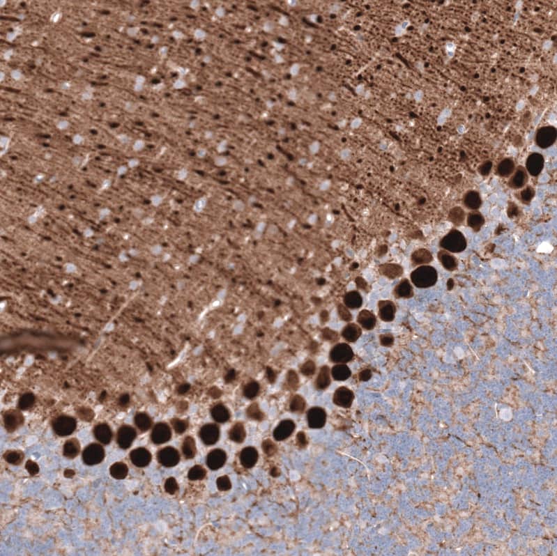 Staining of mouse cerebellum shows strong cytoplasmic positivity in Purkinje cells.