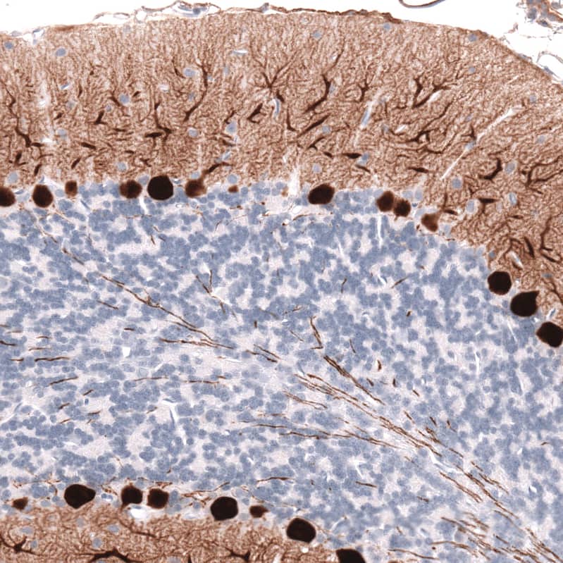 Staining of rat cerebellum shows strong cytoplasmic positivity in Purkinje cells.