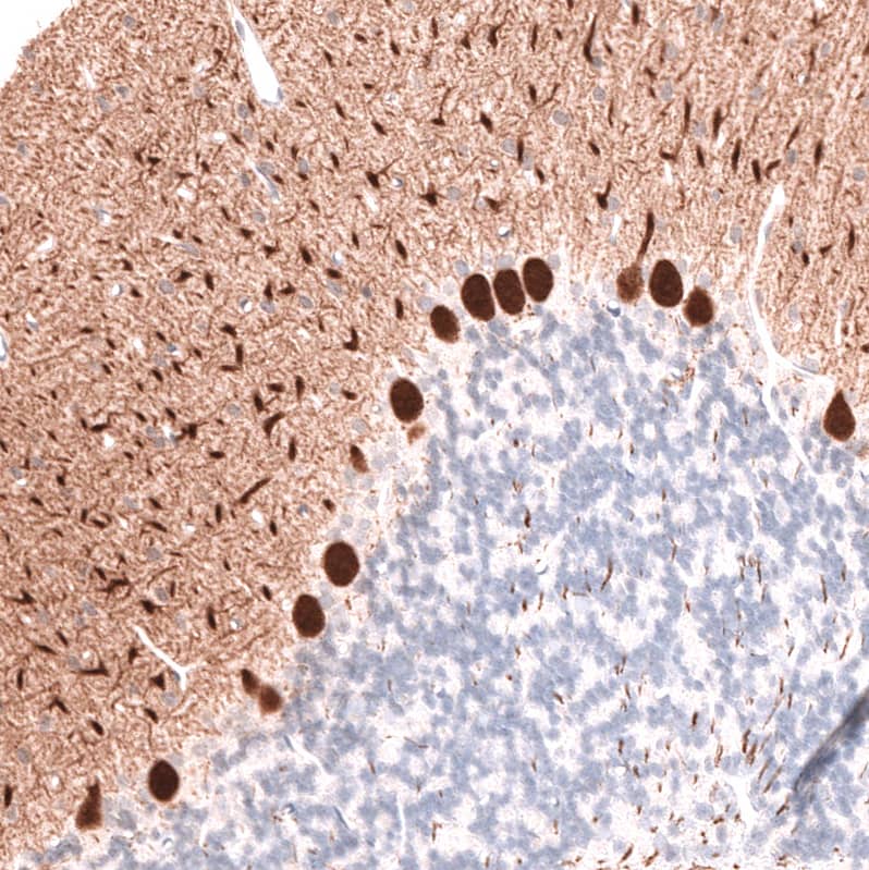 Staining of rat cerebellum shows strong cytoplasmic positivity in Purkinje cells.