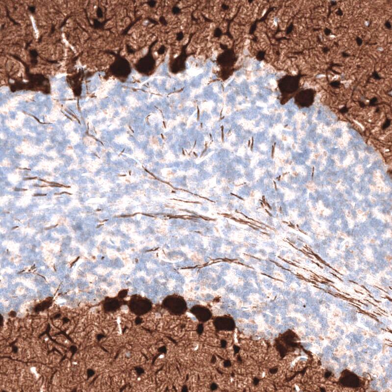 Staining of rat cerebellum shows strong cytoplasmic positivity in Purkinje cells.