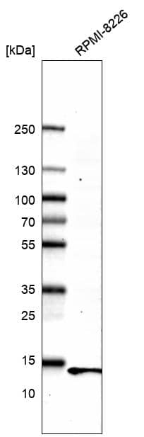 Analysis in human cell line RPMI-8226.