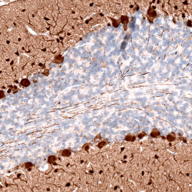 Staining of rat cerebellum shows strong cytoplasmic positivity in Purkinje cells as well as in cells in the molecular layer.