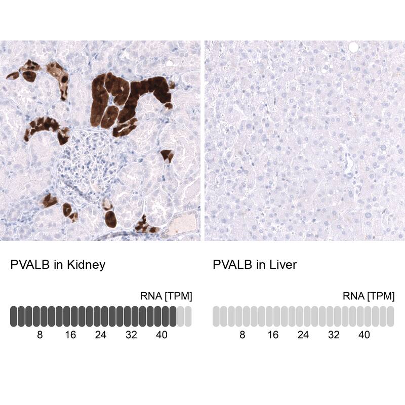 <b>Orthogonal Strategies Validation. </b>Analysis in human kidney and liver tissues using NBP3-43651 antibody. Corresponding PVALB RNA-seq data are presented for the same tissues.