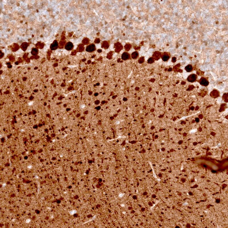 Staining of mouse cerebellum shows strong cytoplasmic positivity in Purkinje cells.