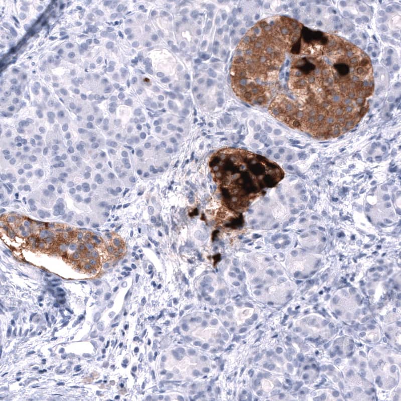 Staining of human pancreas shows strong cytoplasmic positivity in endocrine glandular cells in islets of Langerhans.