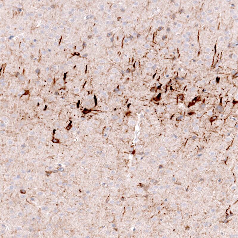 Immunohistochemistry-Paraffin Nociceptin Antibody (CL15085) [Unconjugated]