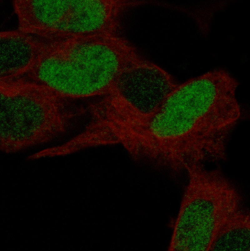 Staining in SH-SY5Y cell line with POU3F3 monoclonal antibody, showing specific staining of nucleoplasm in green. Microtubule- and nuclear probes are visualized in red and blue respectively (where available).