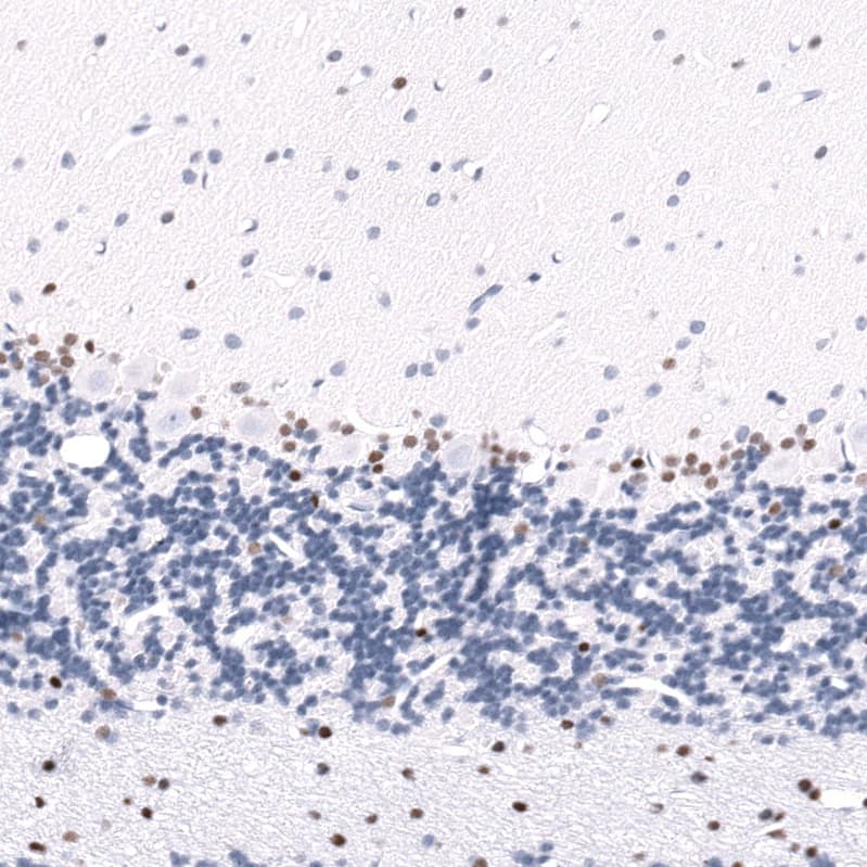 Staining of rat cerebellum shows moderate to strong nuclear positivity in a subset of neurons.