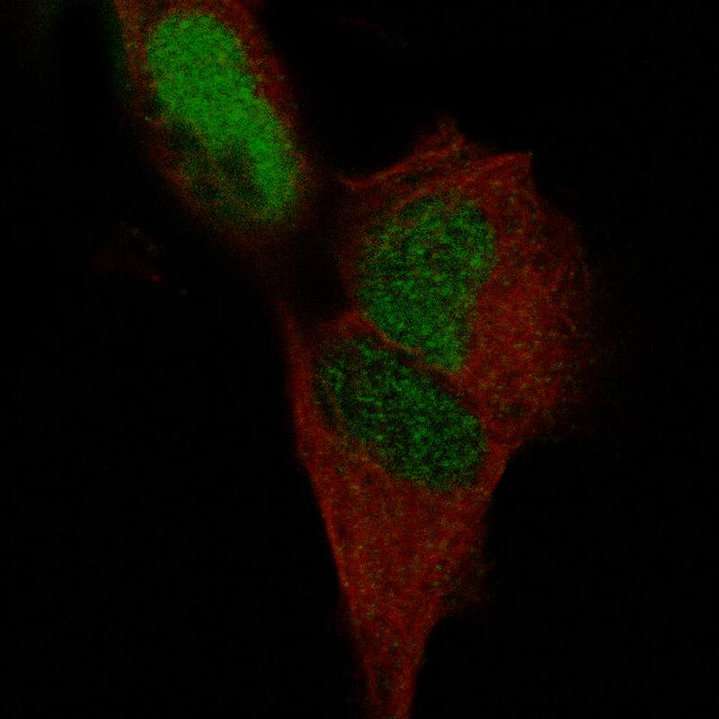 Staining in SH-SY5Y cell line with POU3F3 monoclonal antibody, showing specific staining of nucleoplasm in green. Microtubule- and nuclear probes are visualized in red and blue respectively (where available).