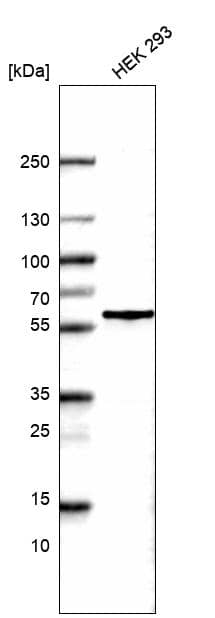 Analysis in human cell line HEK 293.
