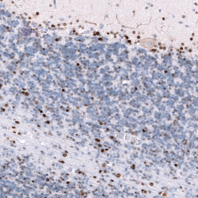 Staining of human cerebellum shows strong nuclear positivity in granular layer and molecular layer cells.