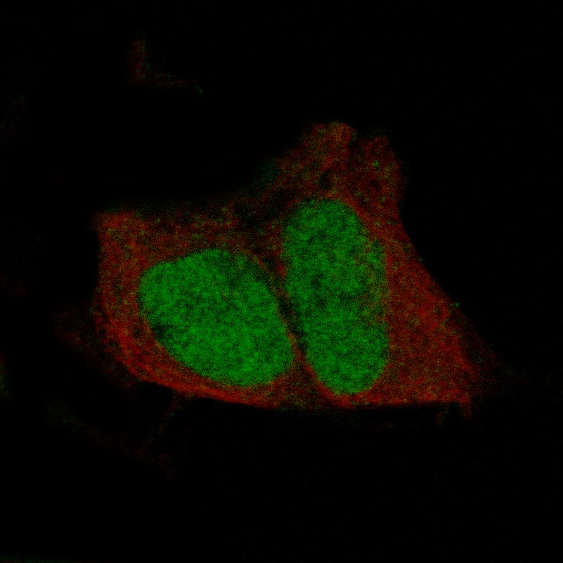 Staining in SH-SY5Y cell line with POU3F3 monoclonal antibody, showing specific staining of nucleoplasm in green. Microtubule- and nuclear probes are visualized in red and blue respectively (where available).