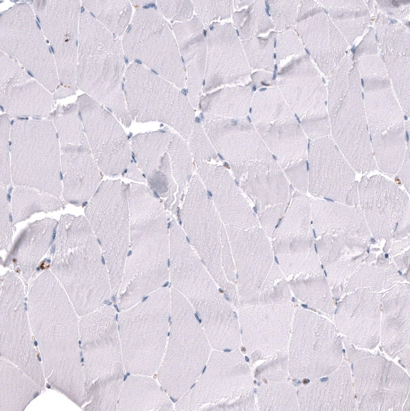 Immunohistochemistry-Paraffin ELAVL2 Antibody (CL15323) [Unconjugated]