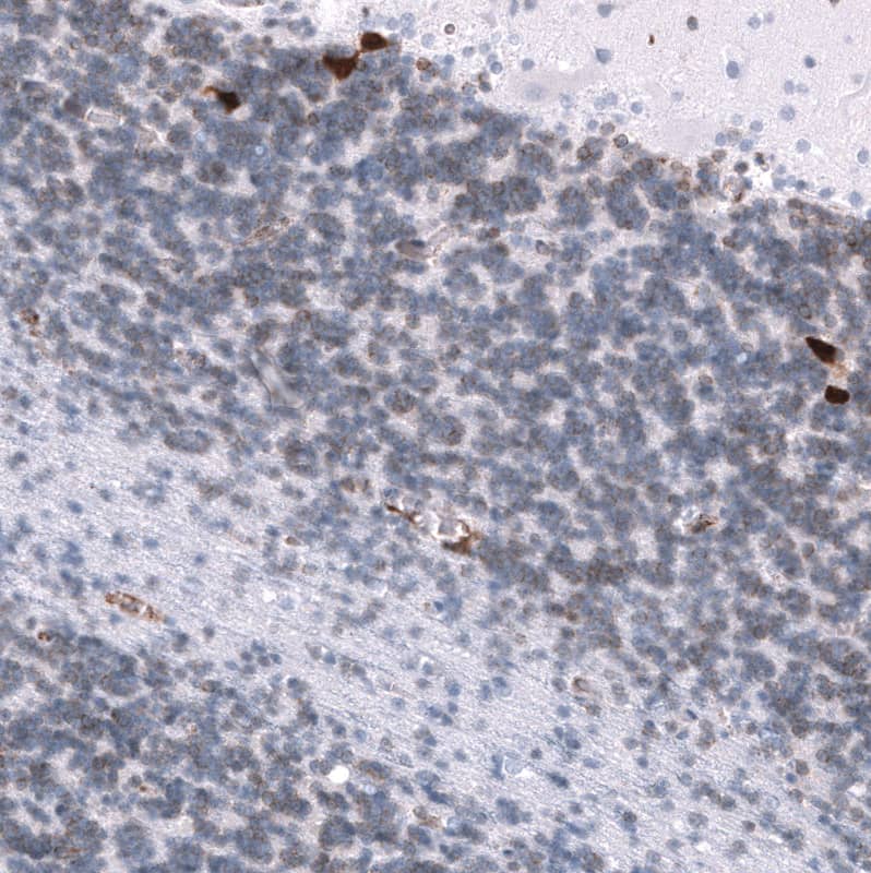 Immunohistochemistry-Paraffin ELAVL2 Antibody (CL15323) [Unconjugated]