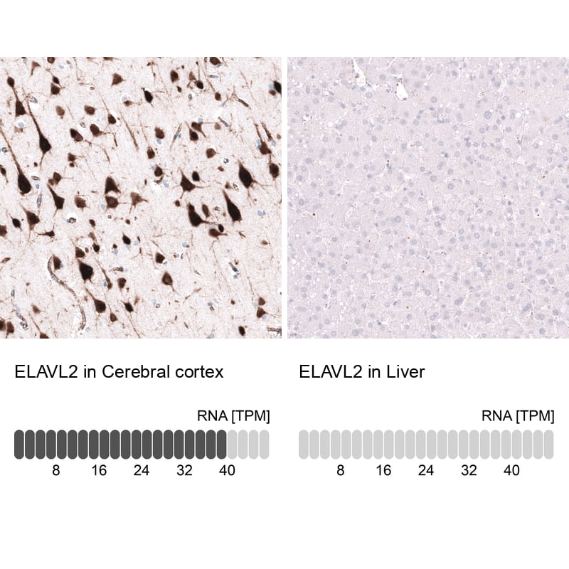 <b>Orthogonal Strategies Validation. </b>Analysis in human cerebral cortex and liver tissues using NBP3-43662 antibody. Corresponding ELAVL2 RNA-seq data are presented for the same tissues.