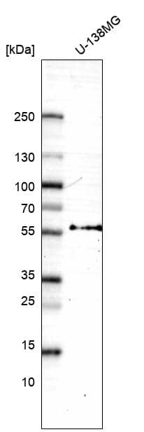 Analysis in human cell line U-138MG.